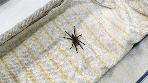 Schorpioen en baviaanspin uit Zuid-Afrika in bagage: 'Van beet heb je paar dagen last'