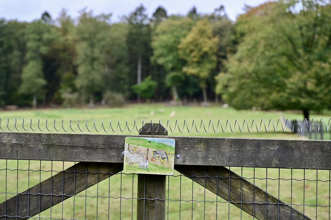 Drentse staten keren 3,3 miljoen euro uit voor wolfwerende rasters