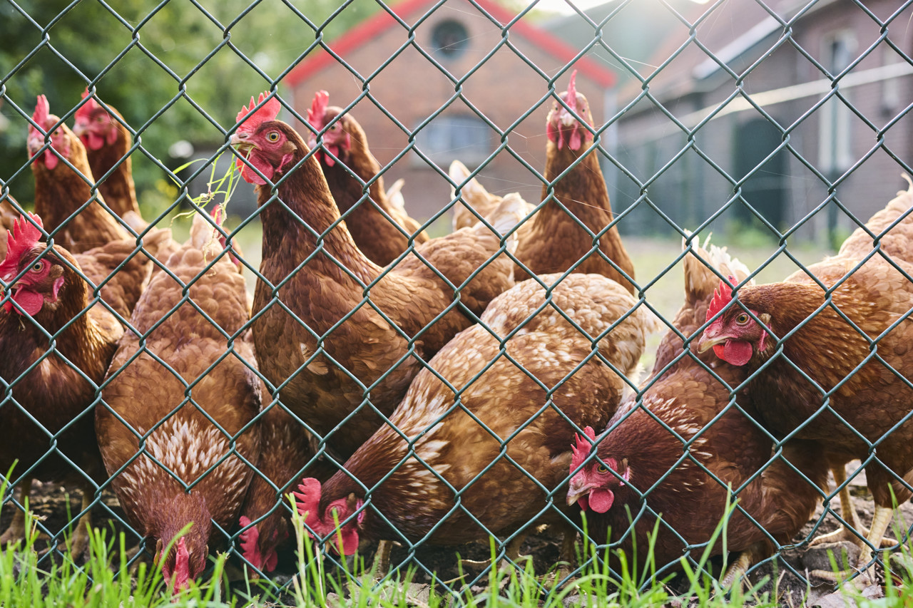 Opnieuw vogelgriep bij bedrijf in Friese Drogeham, 117.000 kippen geruimd