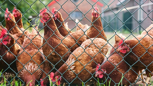 Opnieuw vogelgriep bij bedrijf in Friese Drogeham, 117.000 kippen geruimd