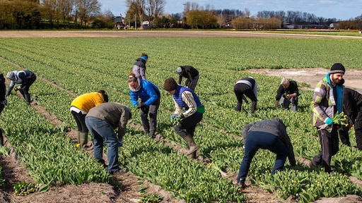 Berucht Roemer-rapport over uitbuiting arbeidsmigranten ligt te verstoffen
