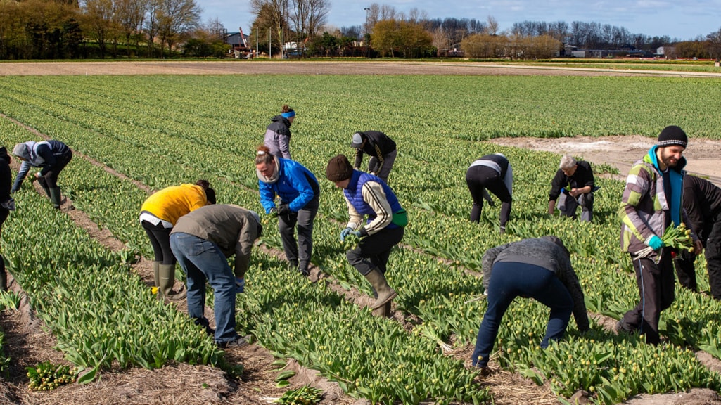 Berucht Roemer-rapport over uitbuiting arbeidsmigranten ligt te verstoffen