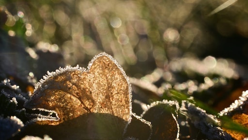 Eerste vorst van najaar gemeten, bijna maand later dan normaal