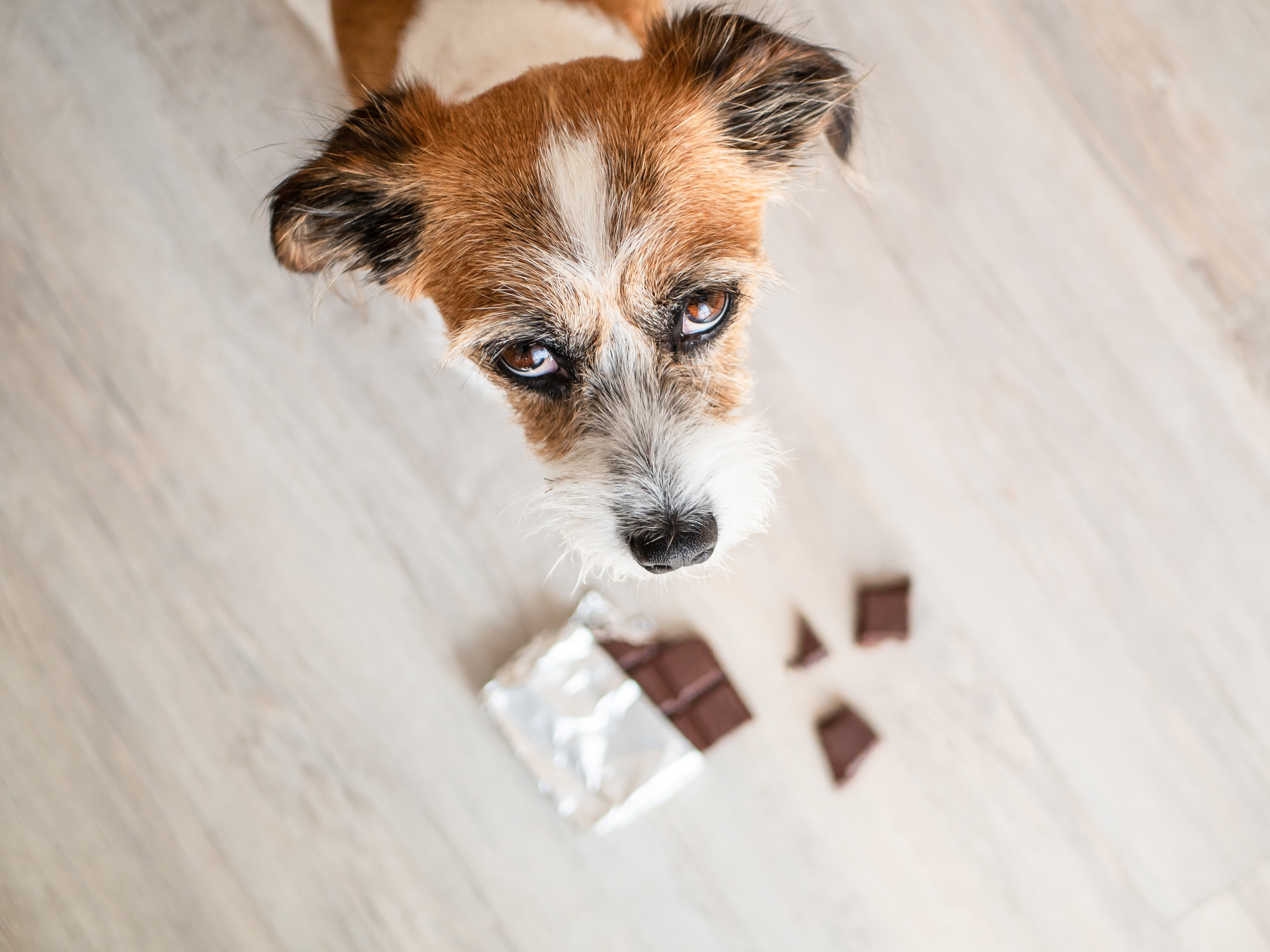 Hond of kat chocolade gegeten? Dít moet je meteen doen volgens dierenarts Piet Hellemans