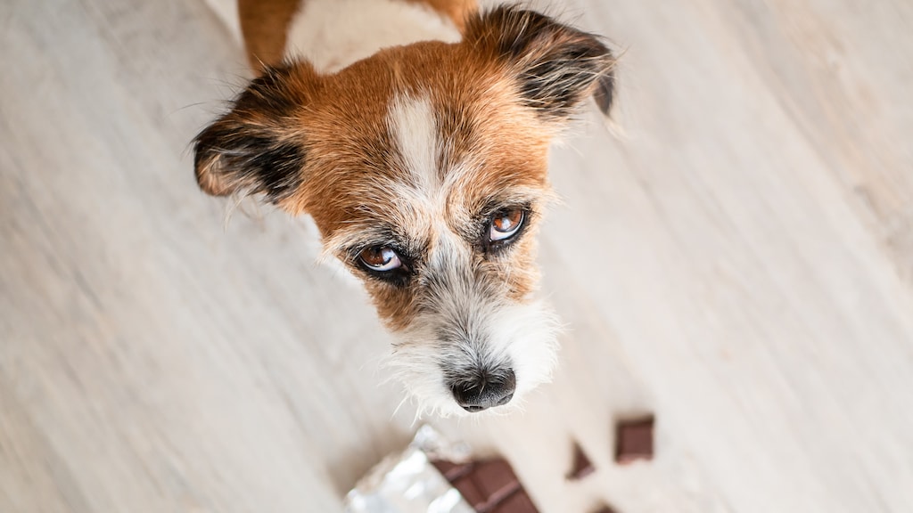 Hond of kat chocolade gegeten? Dít moet je meteen doen volgens dierenarts Piet Hellemans