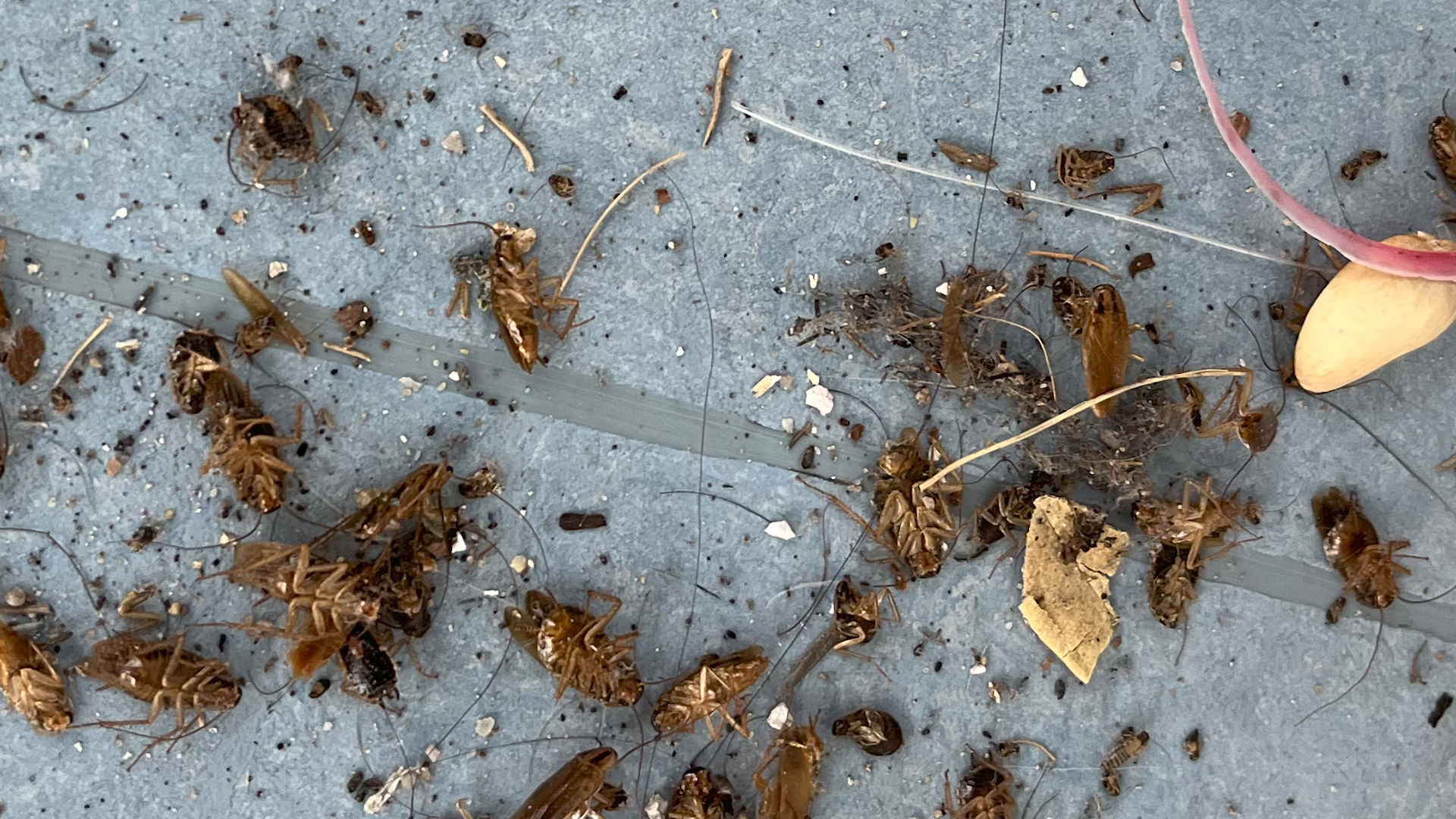 Utrechtse flatbewoners worden eindelijk verlost van kakkerlakkenplaag