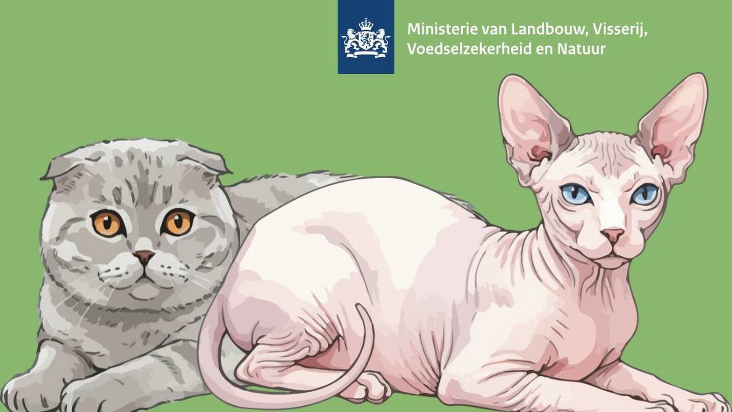 Vanaf 1 januari 2026 ingang houdverbod vouwoorkatten en naaktkatten