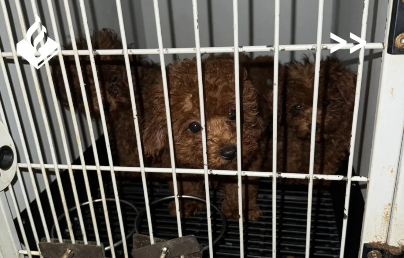 23 hondjes in beslag genomen bij 'broodfokker' in centrum Amsterdam