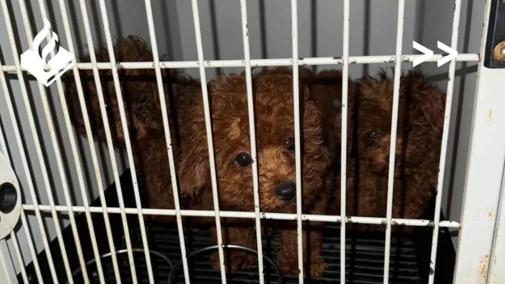 23 hondjes in beslag genomen bij 'broodfokker' in centrum Amsterdam