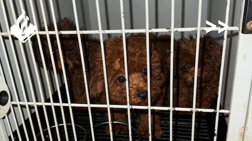 23 hondjes in beslag genomen bij 'broodfokker' in centrum Amsterdam