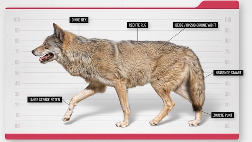 'Grote zorgen' over de wolf, dus er is nu een landelijk informatiepunt