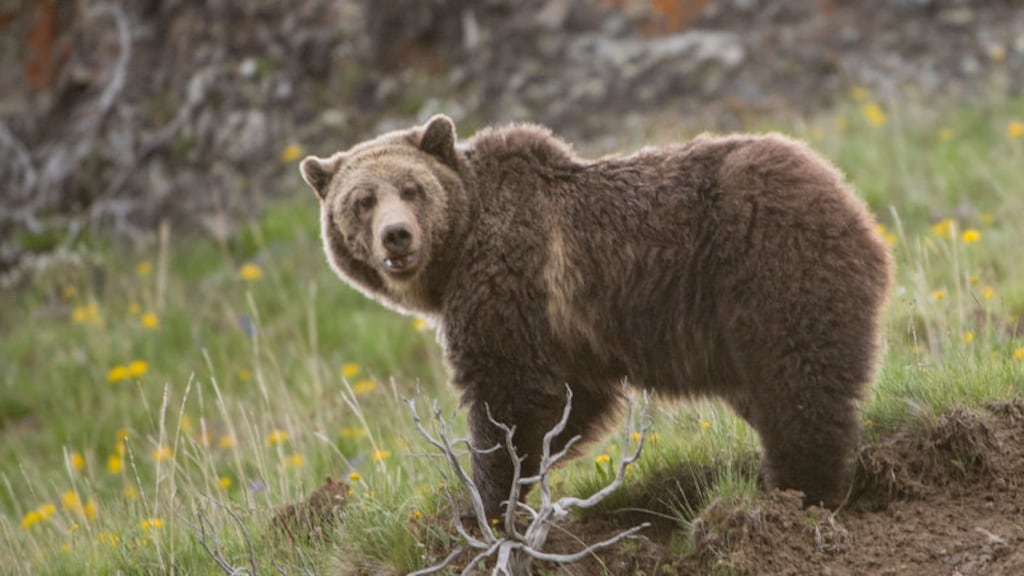 Grizzlybeer valt basisschoolklas aan in Canada: vier zwaargewonden