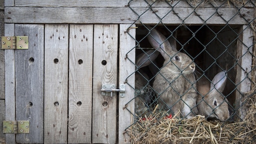 Konijn buiten laten in de winter: 'Alleen als je deze maatregelen neemt'
