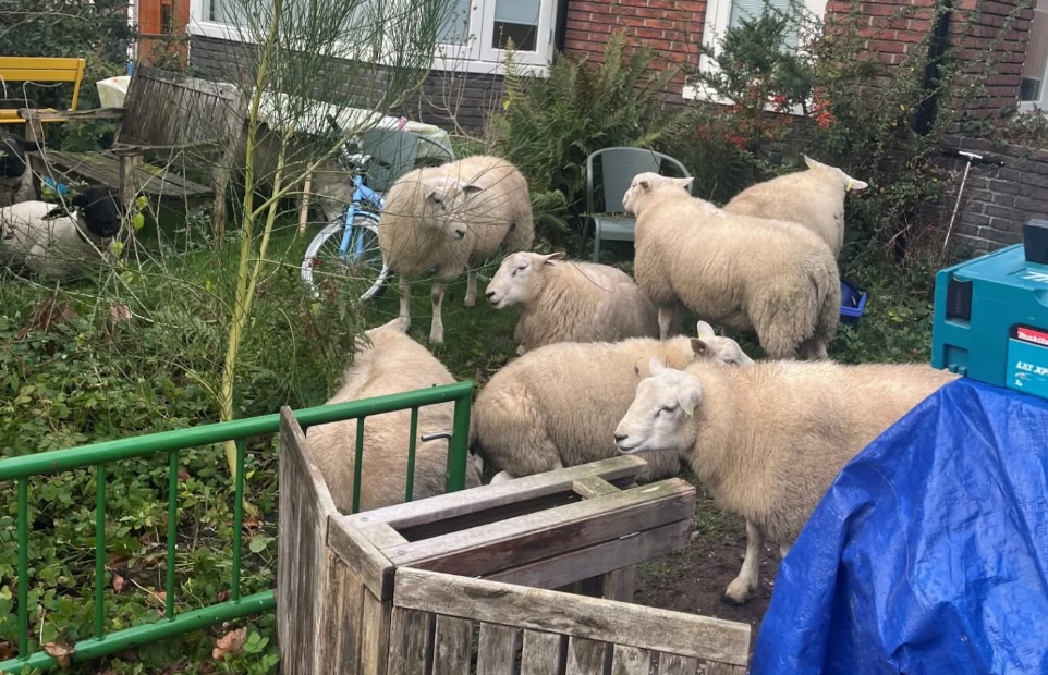 Politie redt 10 schapen van N-weg en zet ze in een voortuin