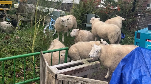 Politie redt 10 schapen van N-weg en zet ze in een voortuin