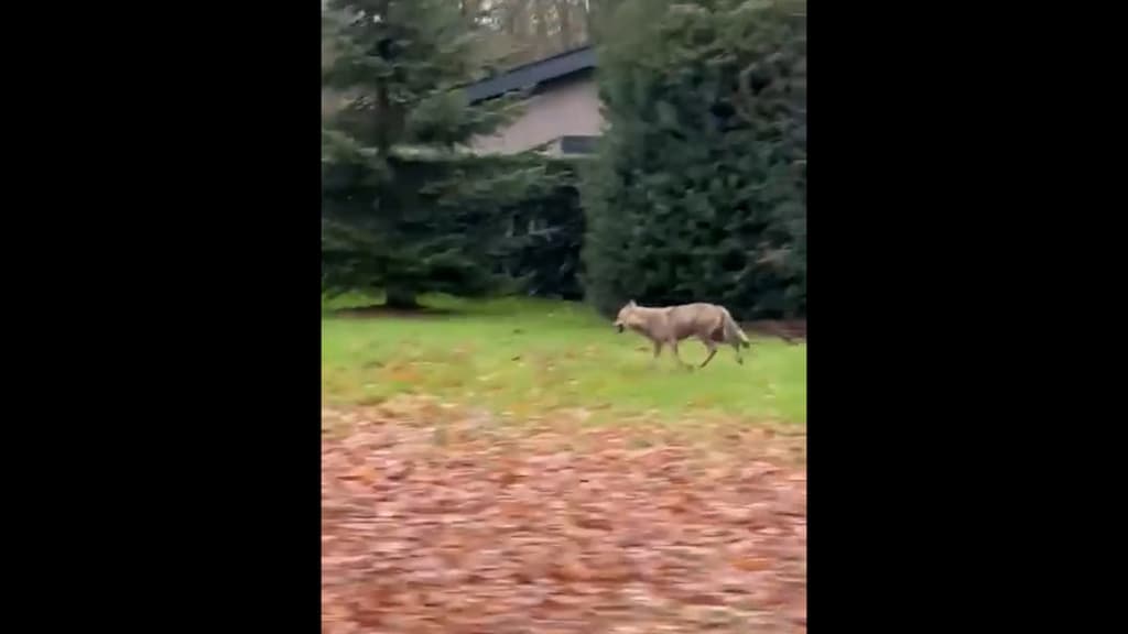 Wolven gespot in Goor en Dwingelderveld: school houdt kinderen uit voorzorg binnen