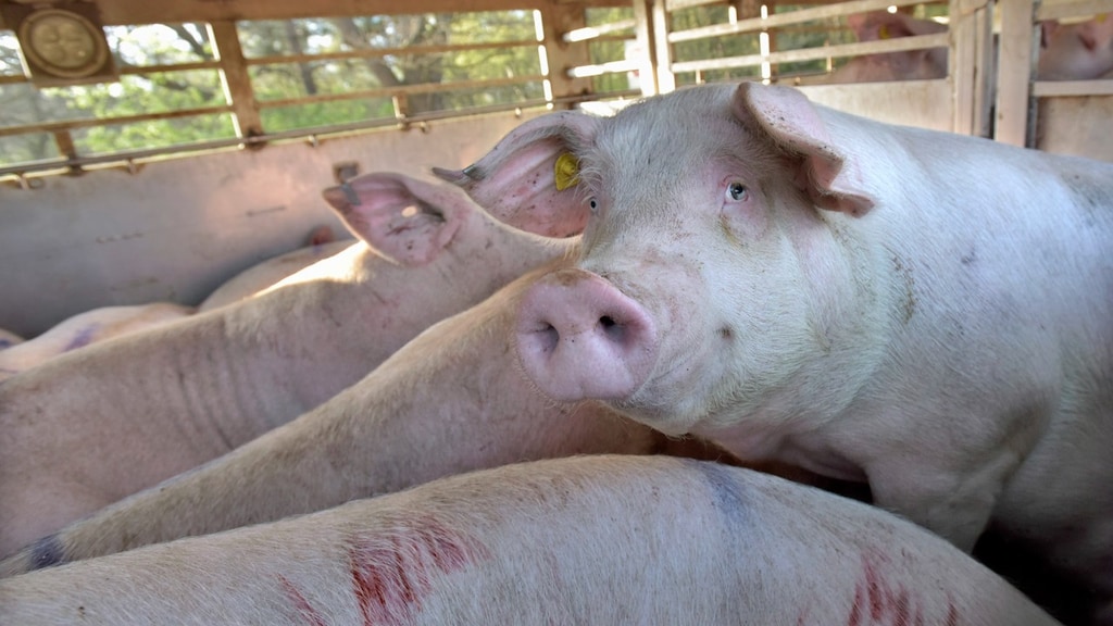 Onduidelijkheid over stroomstootverbod voor vee, ondanks eis Kamer