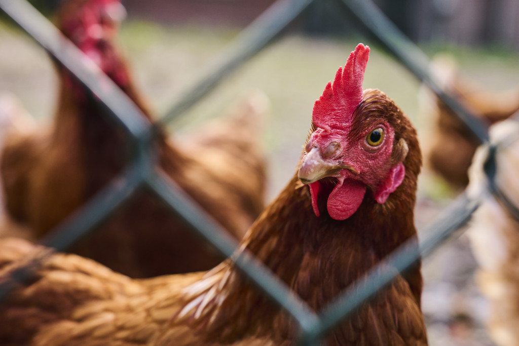 Vogelgriep bij drie bedrijven in Limburg en Overijssel: 288.000 dieren geruimd