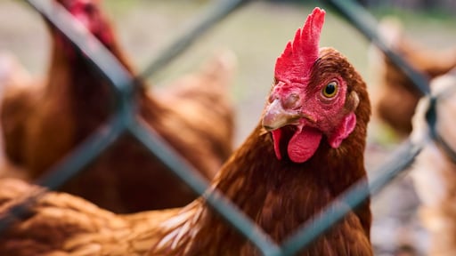 Vogelgriep bij drie verschillende pluimveebedrijven in Limburg en Overijssel: 288.000 dieren geruimd