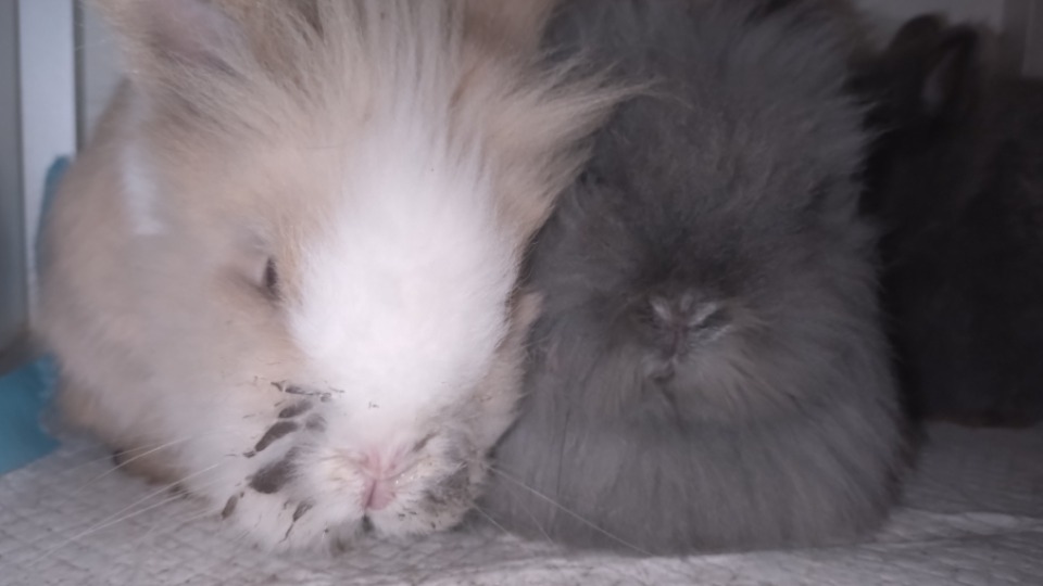 V zavetišče za živali v Groningenu sprejeli izstradane kokoši, pave in race