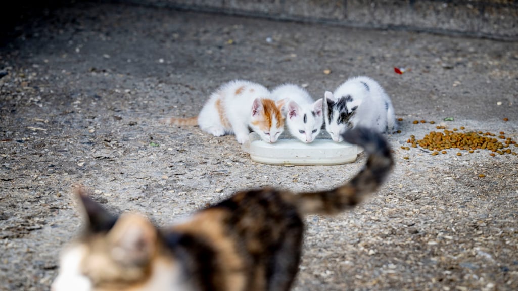 Nederlandse kat dood door vogelgriep: moet je je zorgen maken om je huisdier?