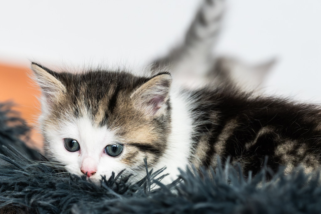 Kittens dood door vogelgriep, minister waarschuwt eigenaren