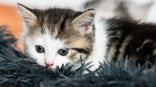 Kittens dood door vogelgriep, minister waarschuwt eigenaren