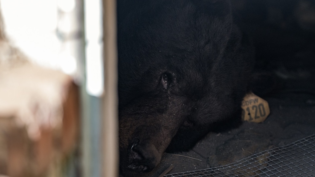 De beer heeft zich comfortabel gemaakt in de kruipruimte.