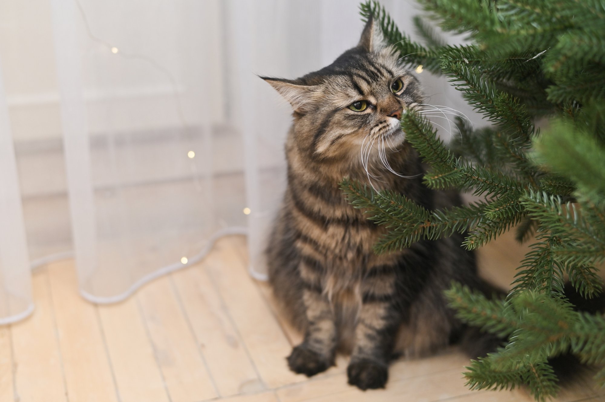 Zo gevaarlijk zijn de naalden van een kerstboom voor honden en katten