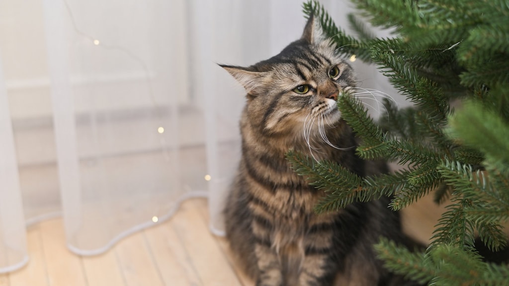 Zo gevaarlijk zijn de naalden van een kerstboom voor honden en katten