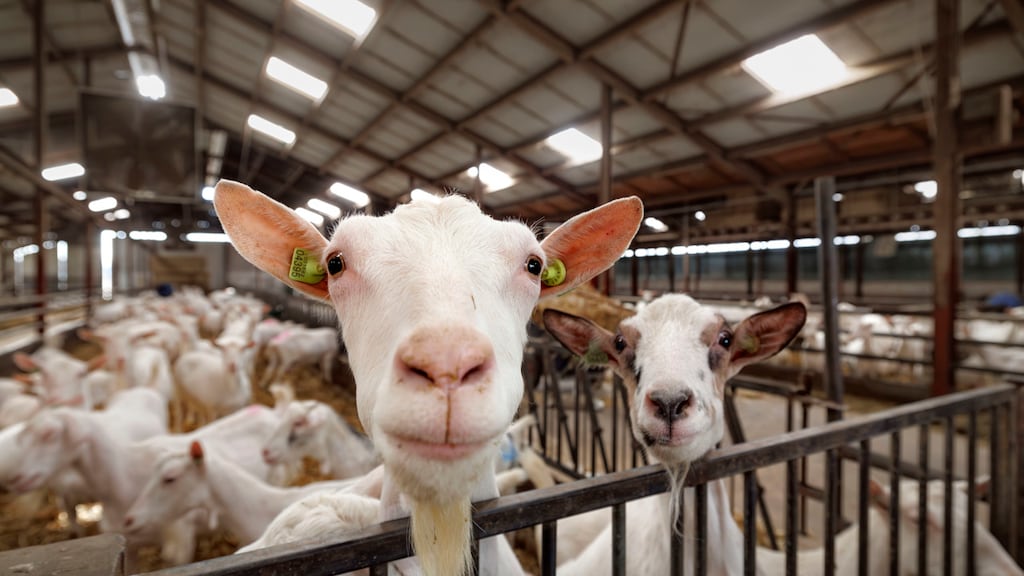 Gezondheidsraad: kans op longontsteking ruim 70 procent hoger dicht bij geitenhouderij