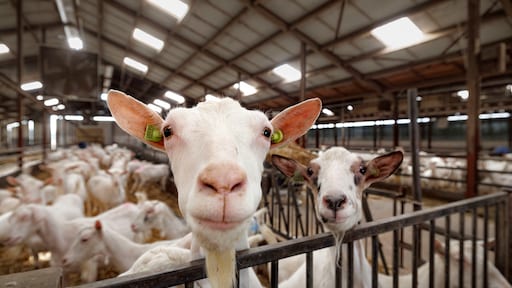 Gezondheidsraad: kans op longontsteking ruim 70 procent hoger dicht bij geitenhouderij