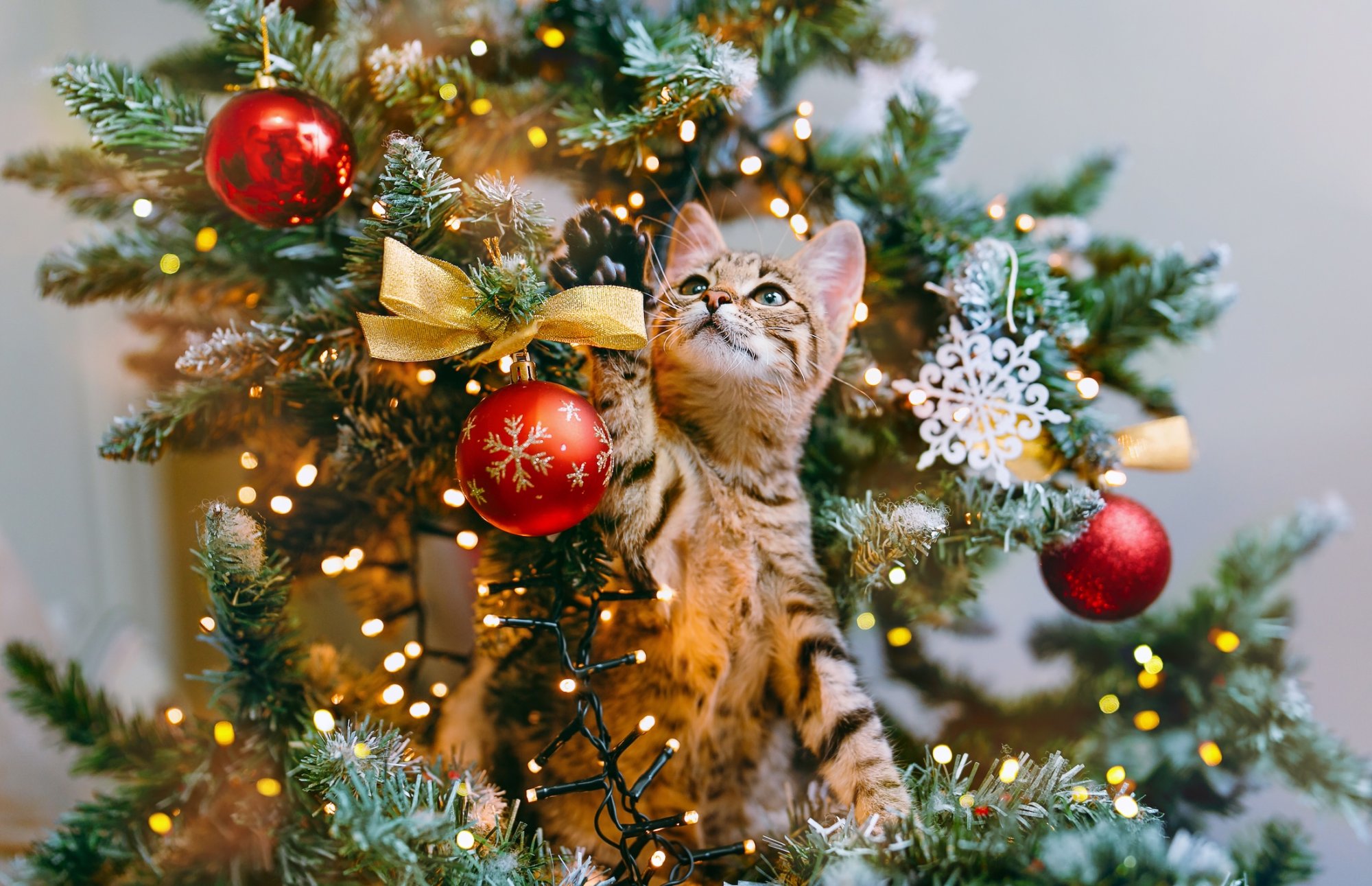 Zo houd je de kat uit de kerstboom: 'Wat in elk geval niet werkt, is straffen'