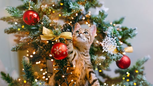 Zo houd je de kat uit de kerstboom: 'Wat in elk geval niet werkt, is straffen'