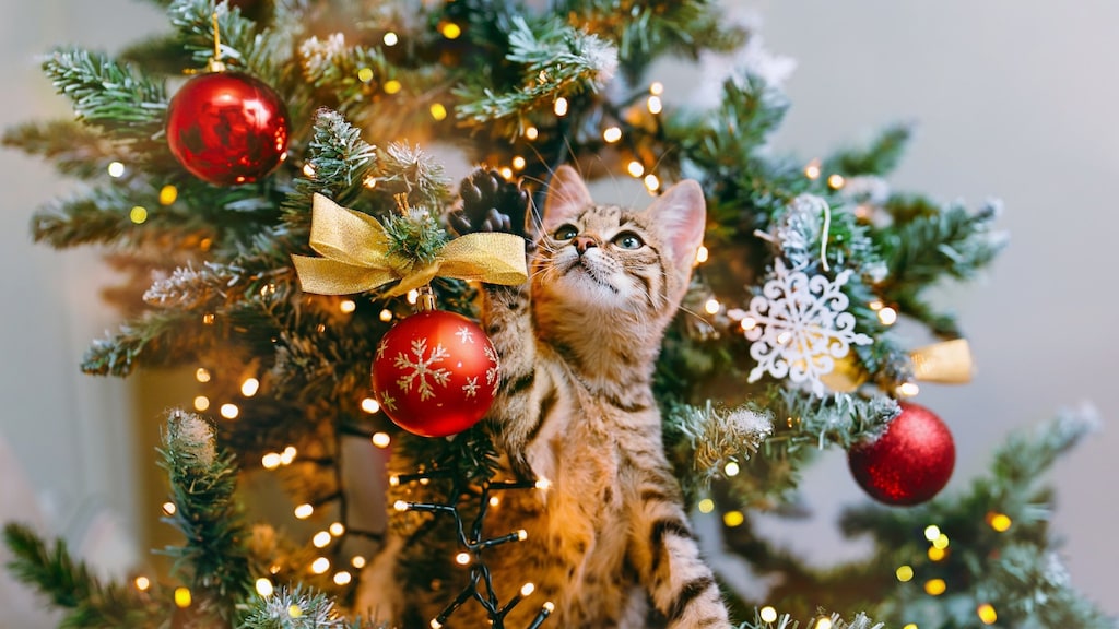 Zo houd je de kat uit de kerstboom: 'Wat in elk geval niet werkt, is straffen'