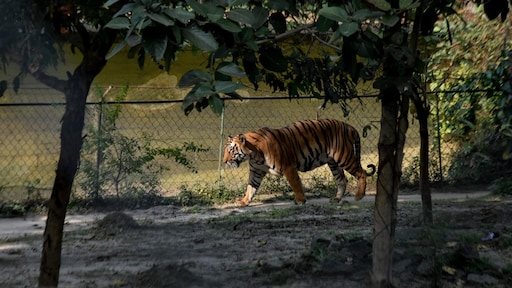 Vrouw gezocht door Interpol voor handel in tijgerdelen gearresteerd in India