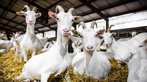 Verhoogde kans op longontsteking door geitenhouderijen, moeten we ons zorgen maken?