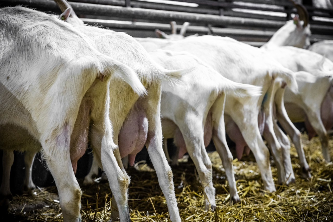 Het gezondheidsrisico heeft te maken met de uitstoot van geitenboerderijen.