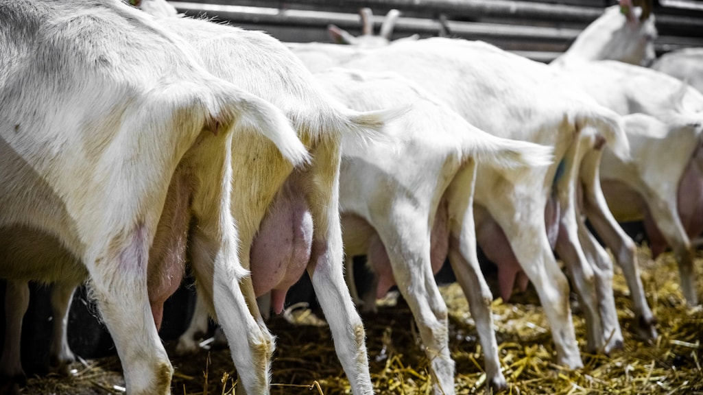 Het gezondheidsrisico heeft te maken met de uitstoot van geitenboerderijen.