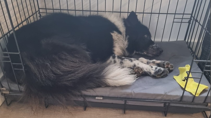 Hond Meghan komt bij na de schrikreactie.