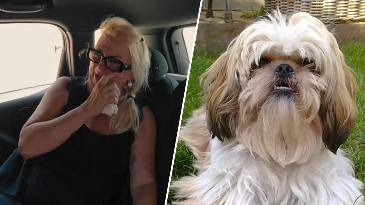 Hond Sascha ontsnapt aan de dood in De Hanslers: 'Dit kan niet meer'