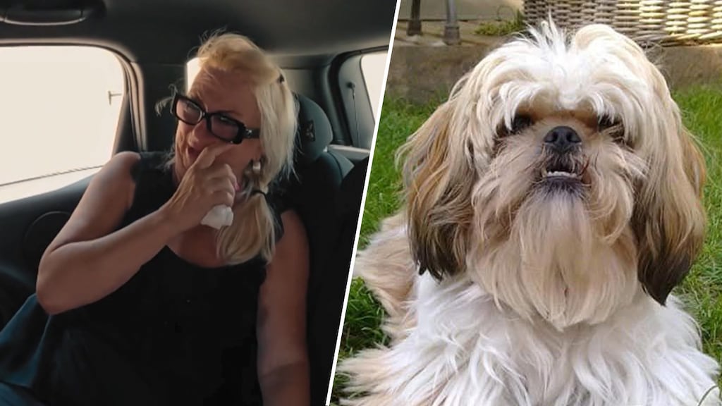 Hond Sascha ontsnapt aan de dood in De Hanslers: 'Dit kan niet meer'