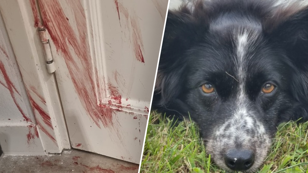 Hond Meghan zó in paniek door vuurwerk, dat ze haar nagels kapot krabt