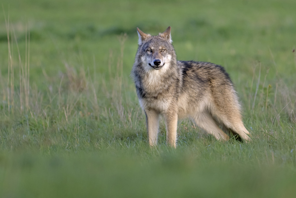 Wolf in Drenthe valt schapen achter raster aan, provincie wil het dier doden