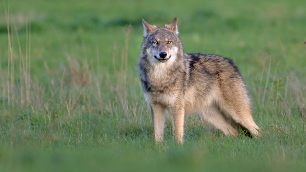 Wolf in Drenthe valt schapen achter raster aan, provincie wil het dier doden