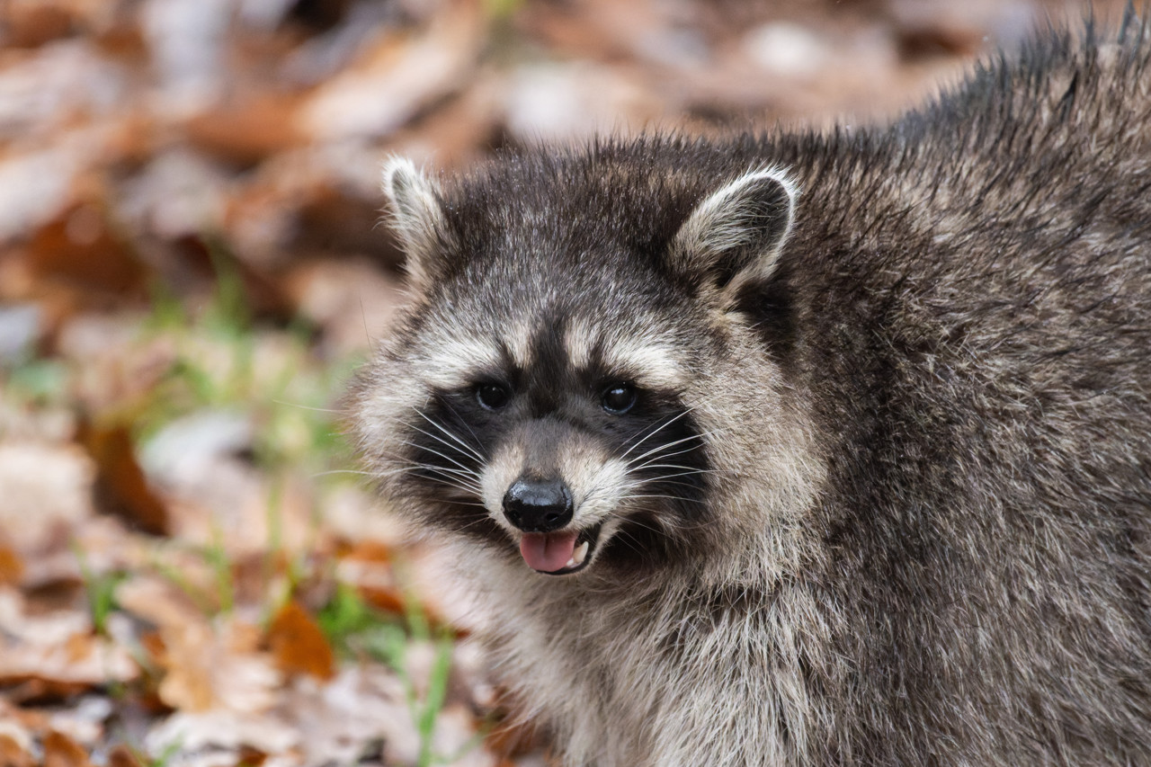 Wasbeer rukt op in Nederland, buurlanden moeten helpen met bestrijden
