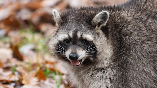 Wasbeer rukt op in Nederland, buurlanden moeten helpen met bestrijden