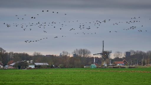 Ongewoon zachte temperaturen zetten door, winter lijkt op halve kracht te draaien