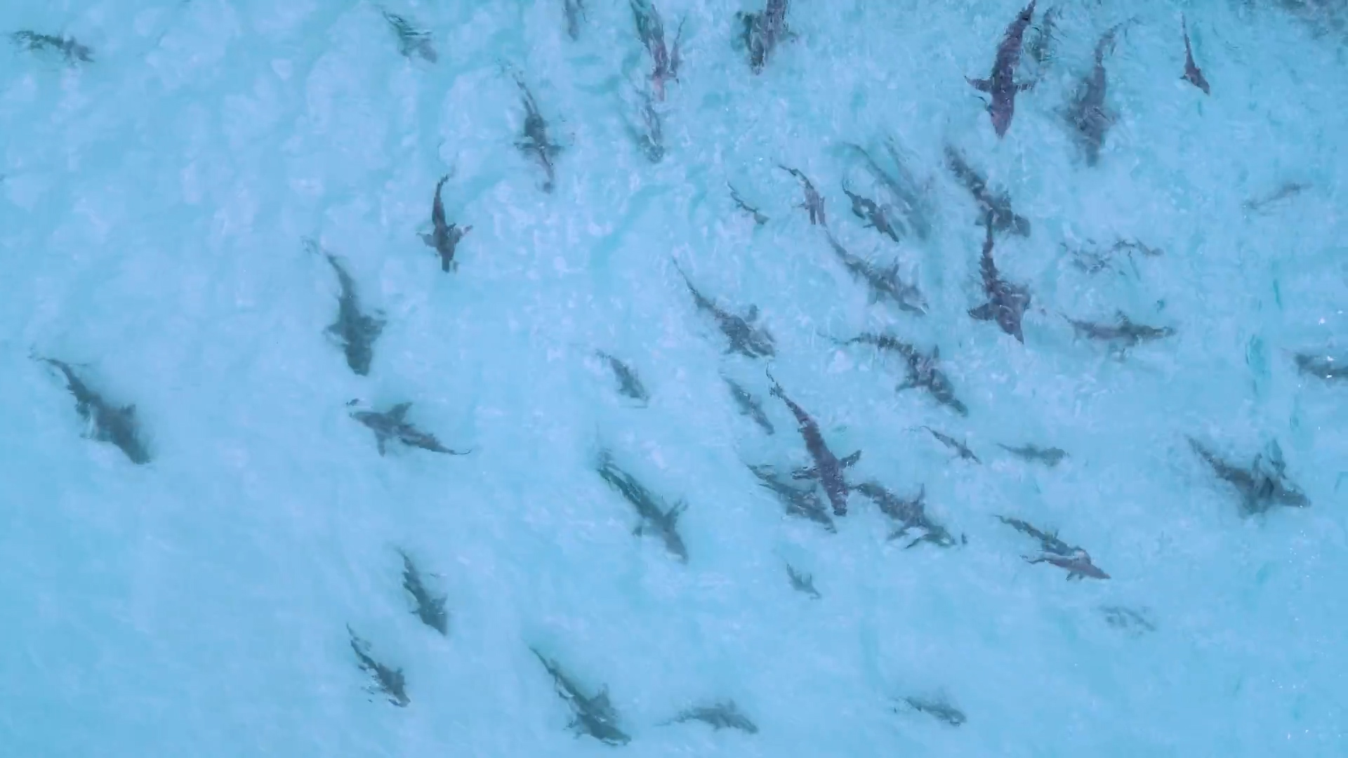 Tientallen haaien op jacht voor de kust van Australië