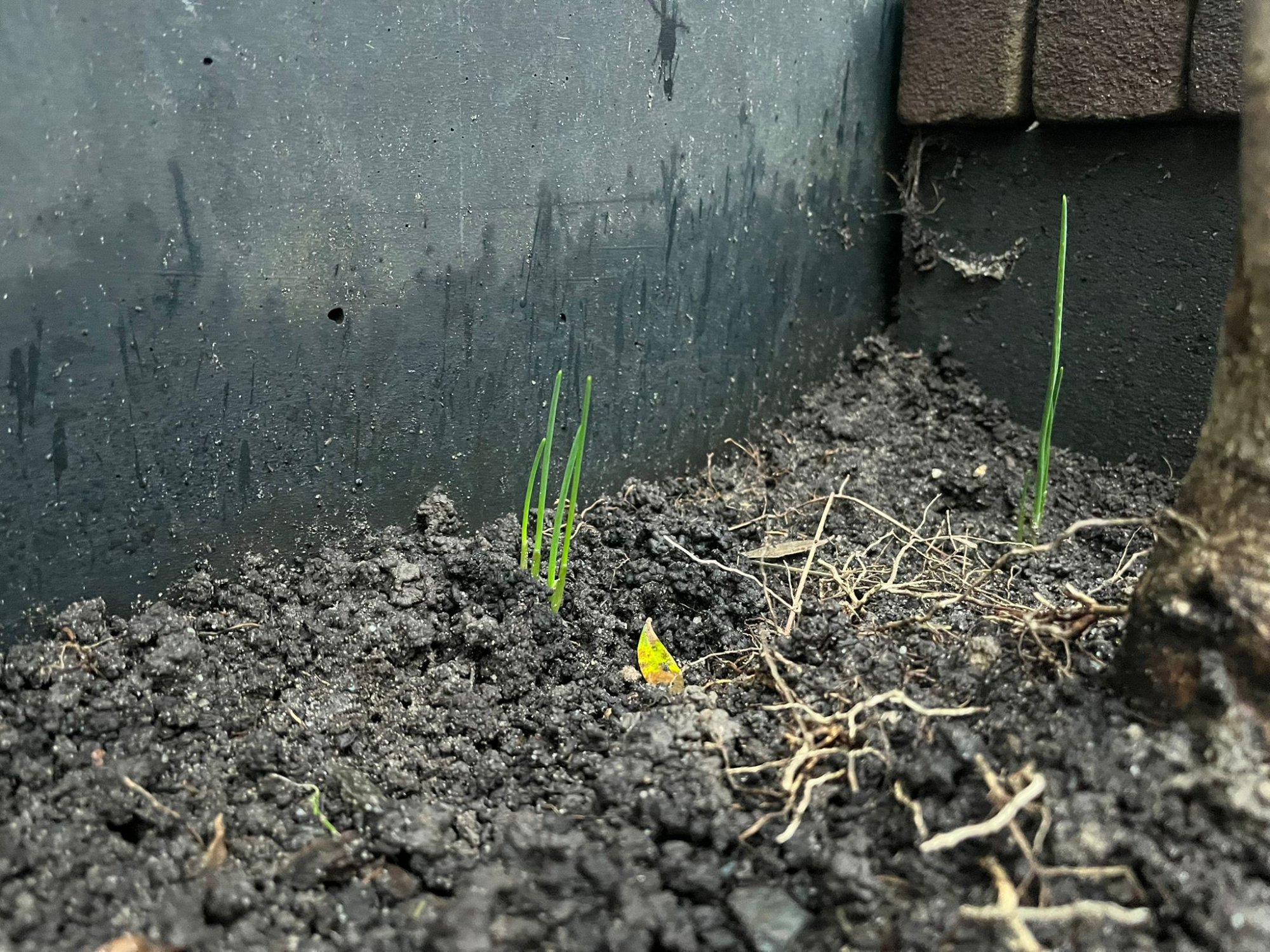 Bloembollen steken de kop op